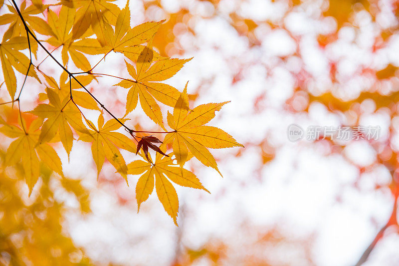美丽的红色枫叶是日本京都秋季旅游的标志性景点。