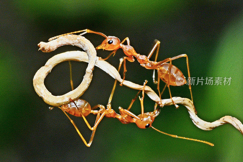 蚂蚁爬弯曲的藤蔓——动物行为。