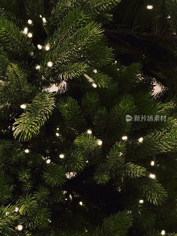 绿色杉树的背景。圣诞摄影与树枝和灯。新年心情写真，节日概念。