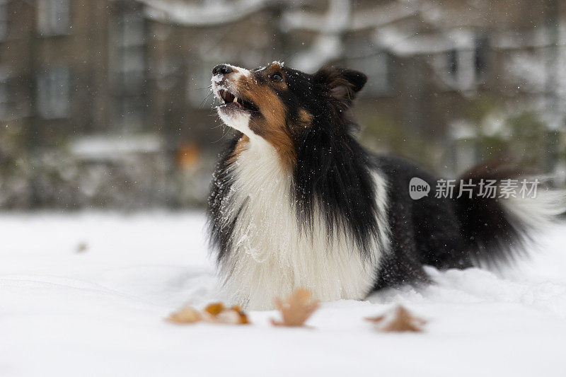 设得兰牧羊犬在雪地里玩耍