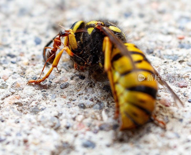 一只蚂蚁爬上了混凝土上的一只死黄蜂