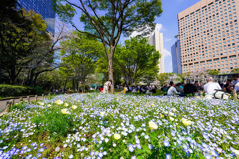 在摩天大楼环绕的新宿中央公园草坪上观赏樱花(东京新宿区)