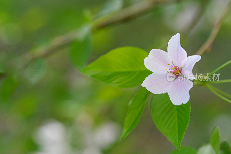 樱花