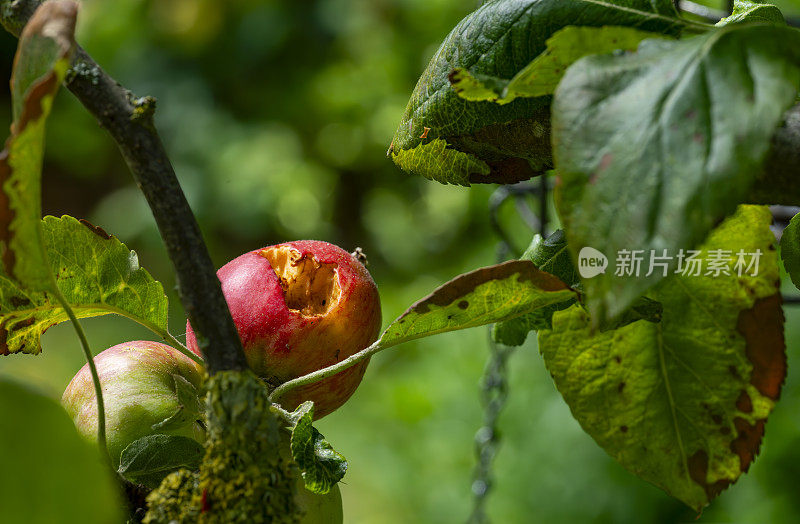 黄蜂伤害了树上的苹果。