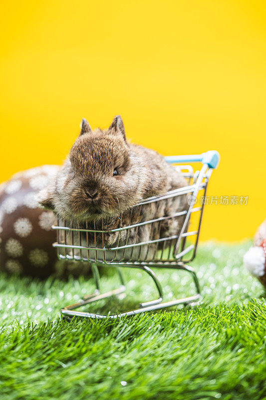 购物车里一只可爱的小兔子。