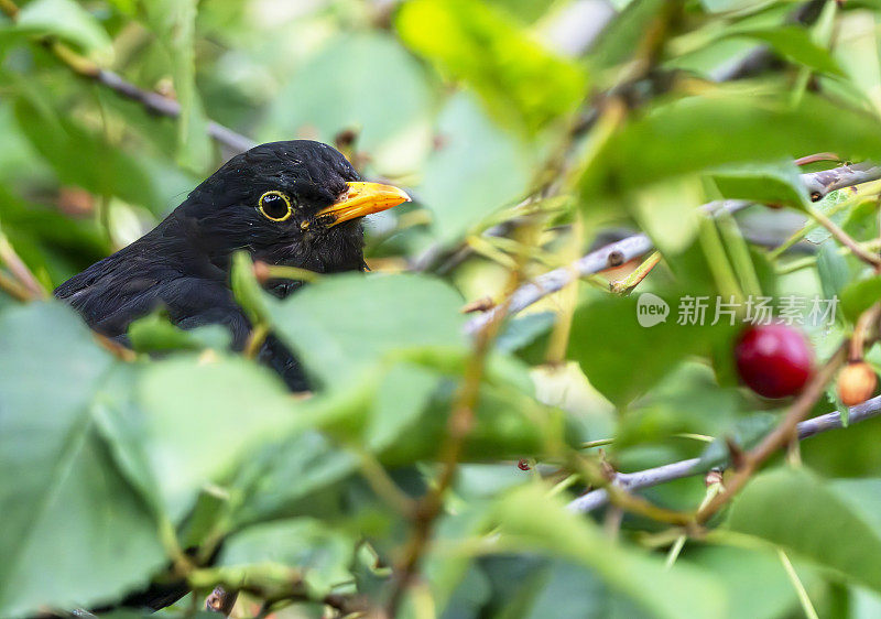 雨中樱桃树上的雄性黑鹂