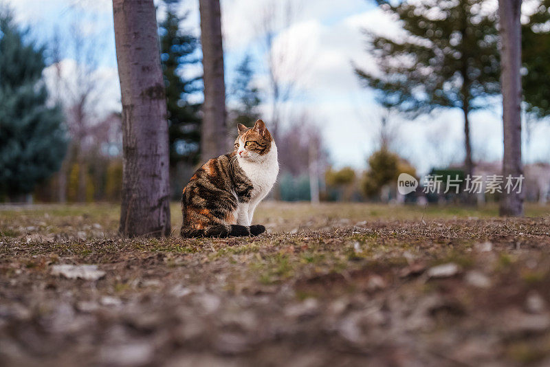 猫坐在外面。