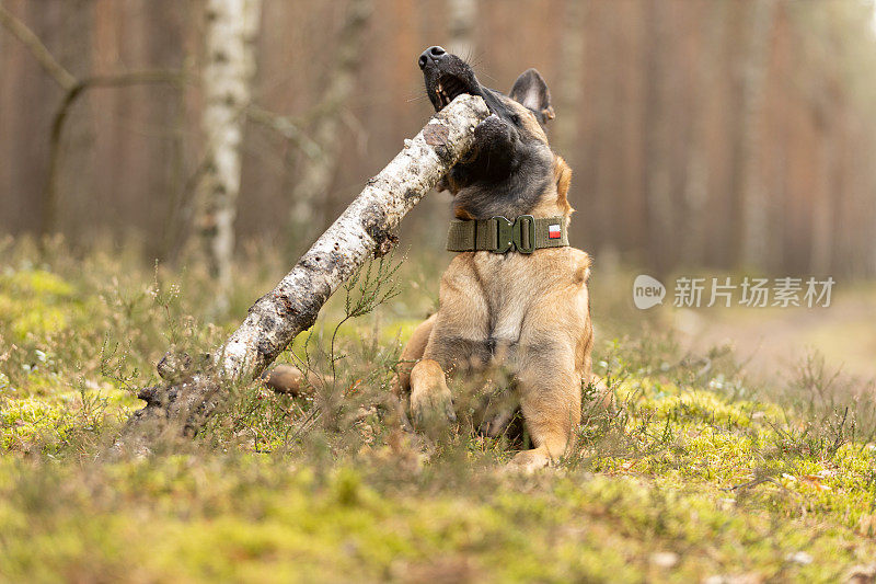 比利时牧羊犬玛利诺伊斯正在玩一根棍子