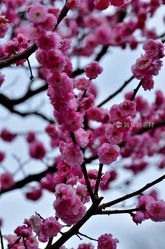 东京，日本公园里盛开的梅花