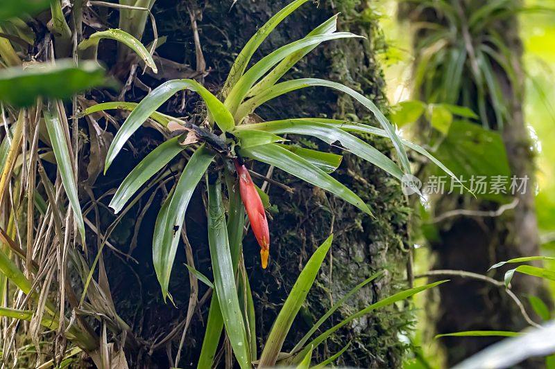 在热带雨林的树上长着花的尼加拉瓜古兹曼植物