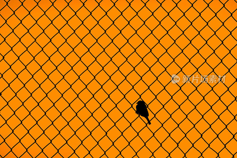 日落时的小鸟坐在铁链篱笆上