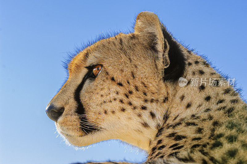 野生猎豹在游猎车顶上休息的特写