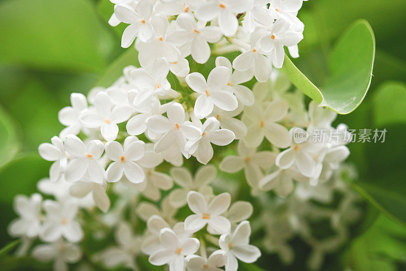 丁香花靠近背景