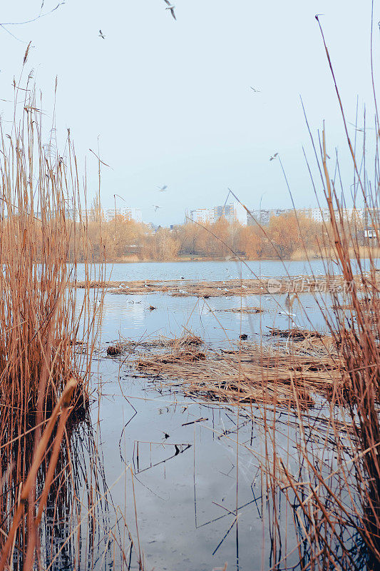 鸟巢。苏梅,乌克兰。车哈湖上的浮巢。恐怖的气氛。黑暗的芦苇