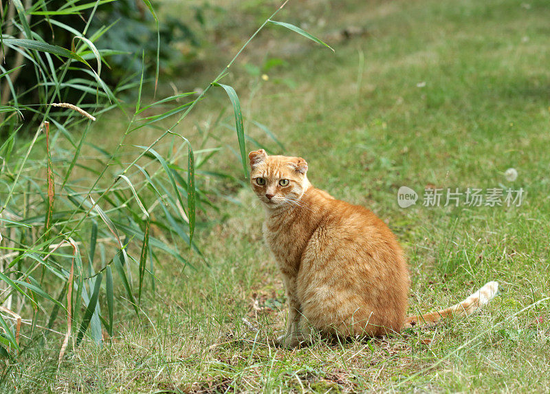 绿色眼睛和折叠耳朵的姜猫