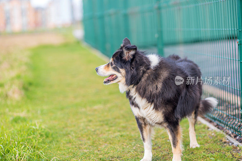 友好的边境牧羊犬