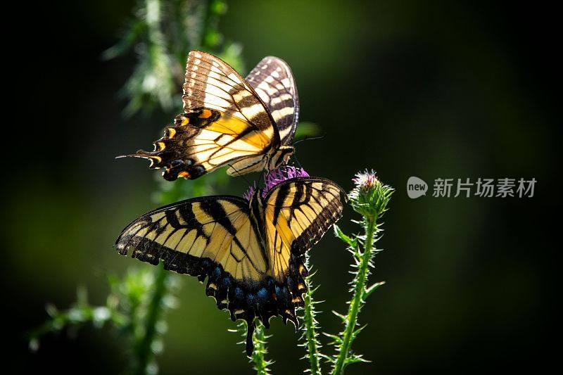 蝴蝶采集野花花粉(东虎燕尾蝶)