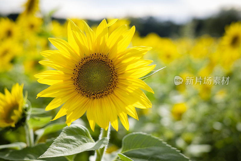 背光向日葵在野外