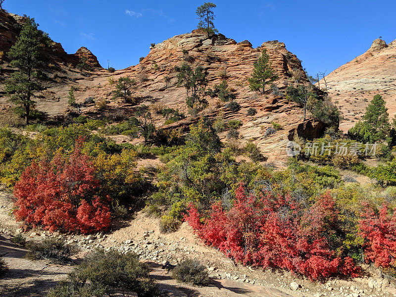 秋天的颜色红色的枫树沿着小溪和红色的岩石在东部高原靠近棋盘Mesa在锡安国家公园犹他州