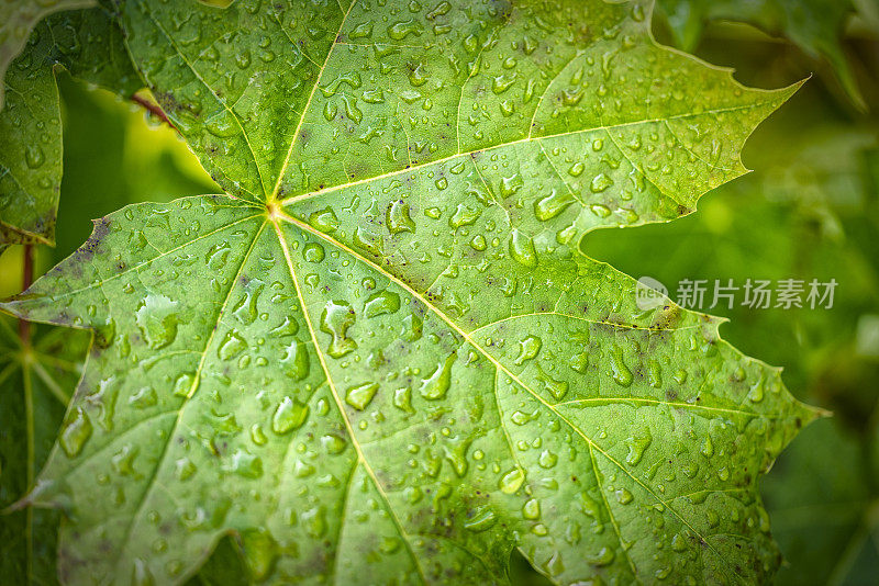 枫叶带着雨滴