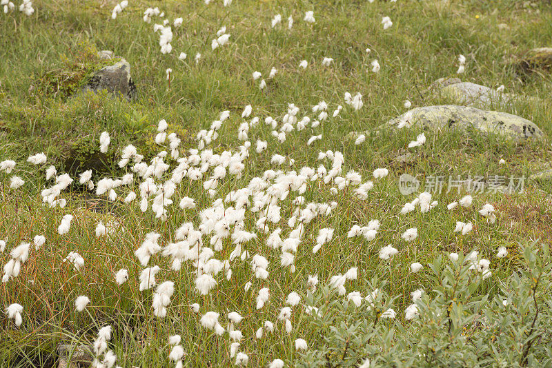 湿地与cottongrass