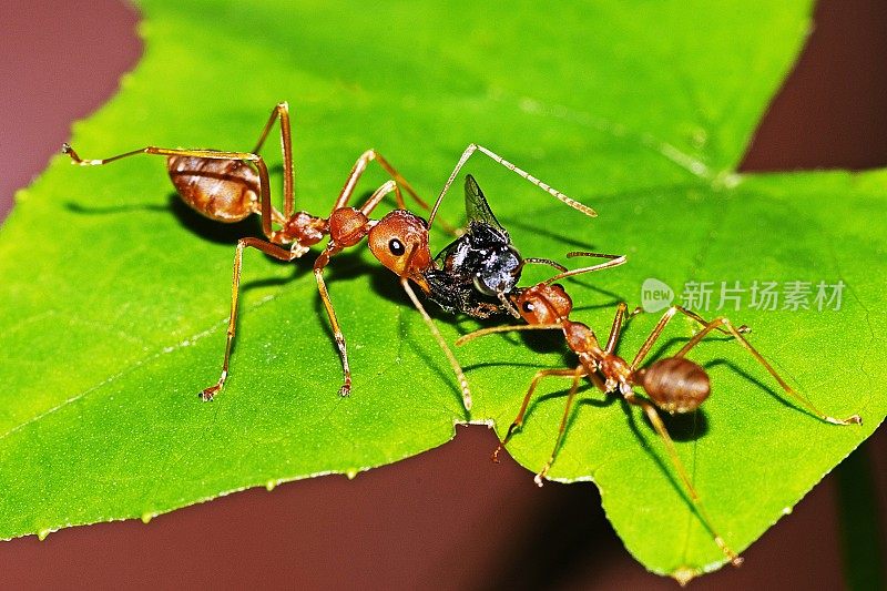 蚂蚁以昆虫为食。