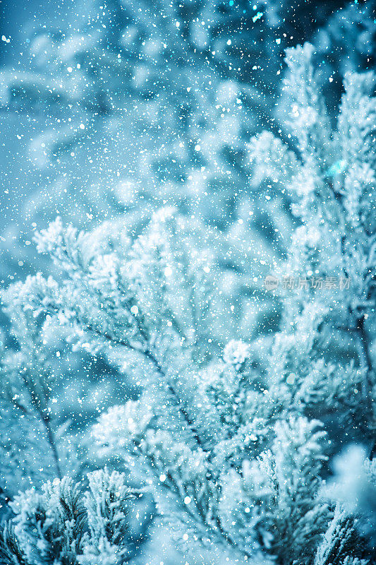 冬天的景象——结了霜的松枝上覆盖着一层雪。树林里的冬天