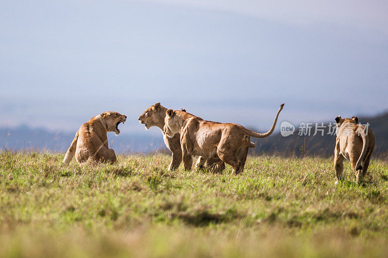 愤怒的母狮子在野外向其他狮子咆哮。