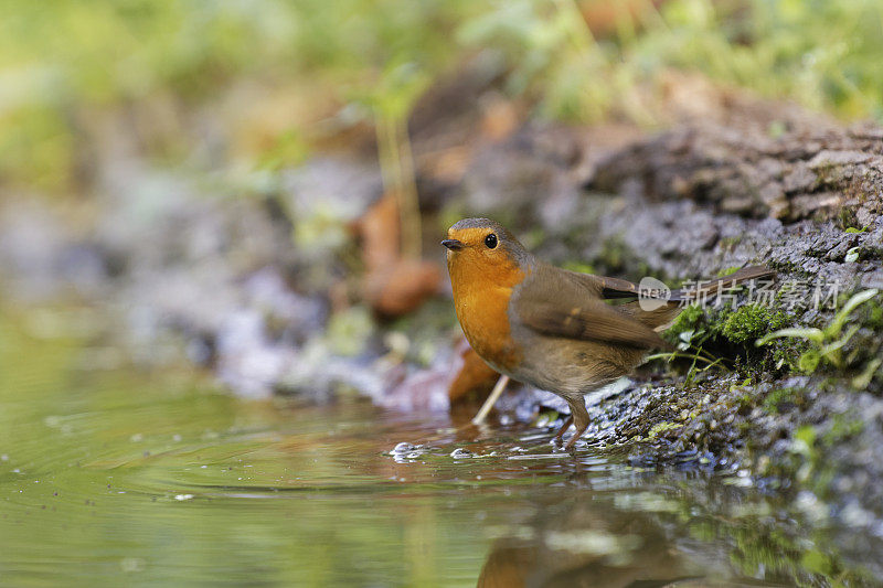 罗宾(红心rubecula)