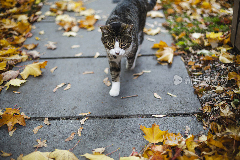 虎斑猫在五彩缤纷的秋叶中漫步