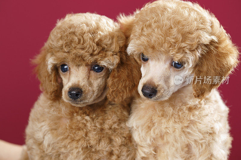 两只棕色玩具狮子狗在专门的狗美容院