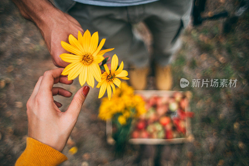 在苹果收获季节，男友送花给女友