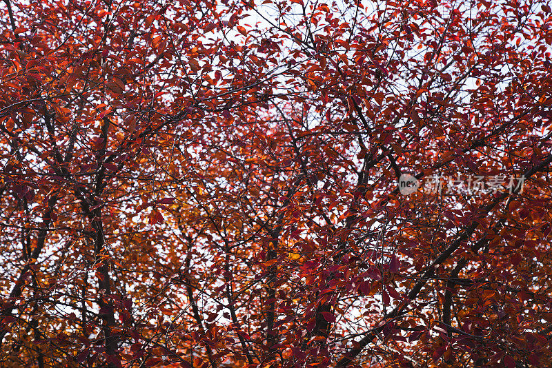 美丽明亮的叶子橙色和红色调的枫叶在秋天的树枝上与蓝色和多云的天空落下的背景。