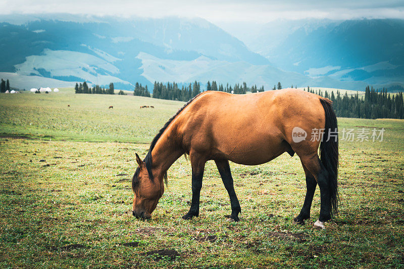 在新疆草原上吃草的棕色马