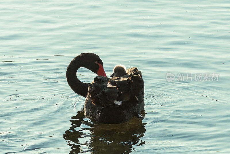 黑天鹅在湖里游泳，背上背着一只小天鹅
