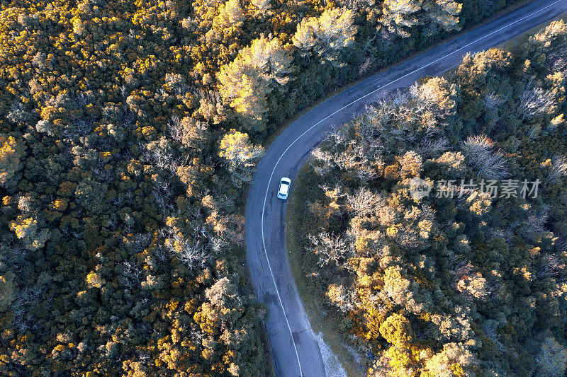 森林中道路的鸟瞰图