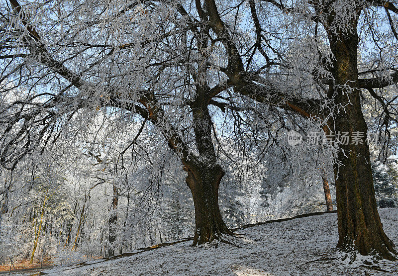 冬天树林里的树