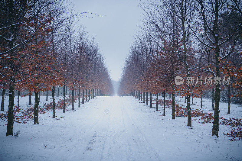 在寒冷的冬日里，刚刚下过雪的山毛榉树林里的小路
