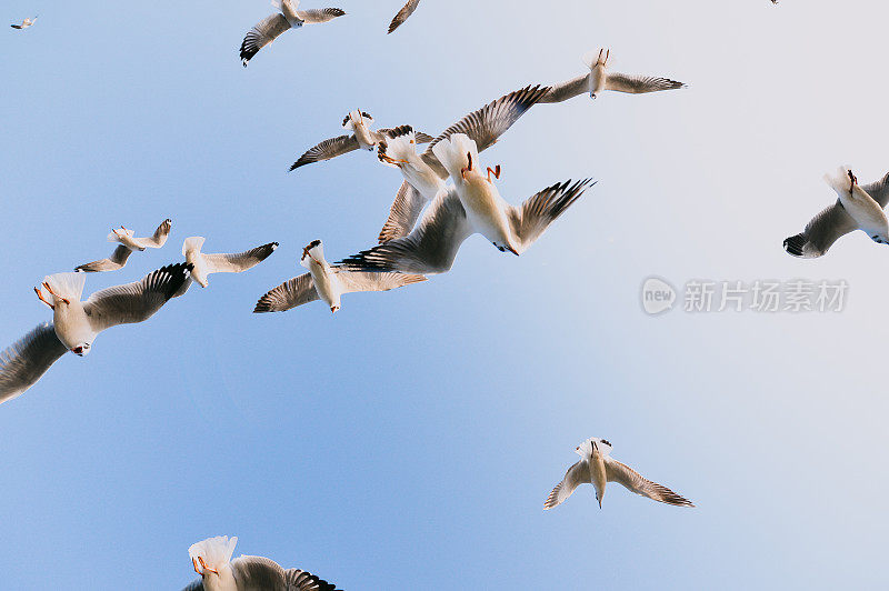 缅甸茵莱湖碧空中飞翔的海鸥