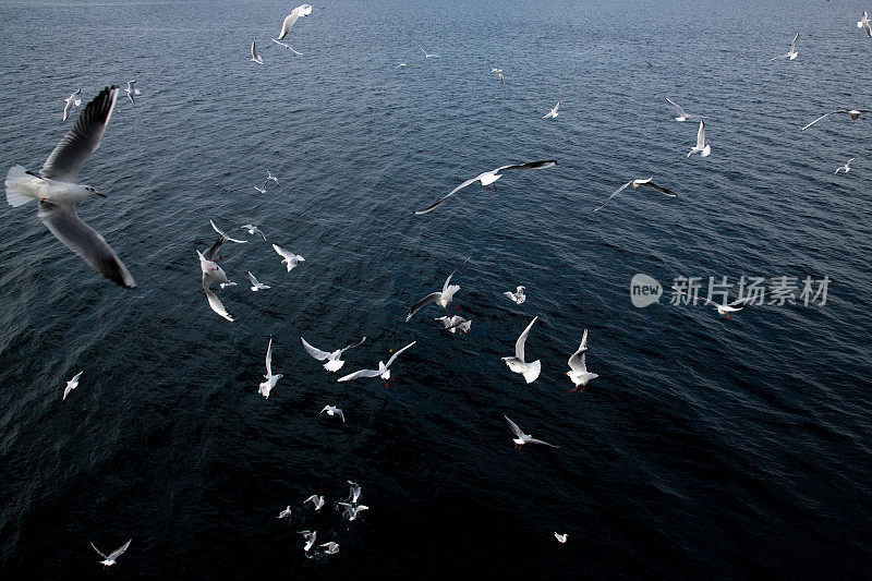 飞翔的海鸥,往下看,