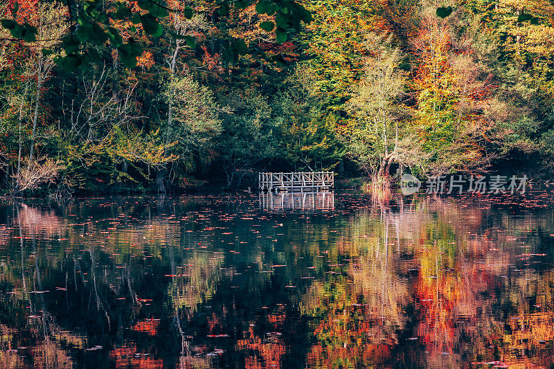 秋天，静静的湖边的树木。