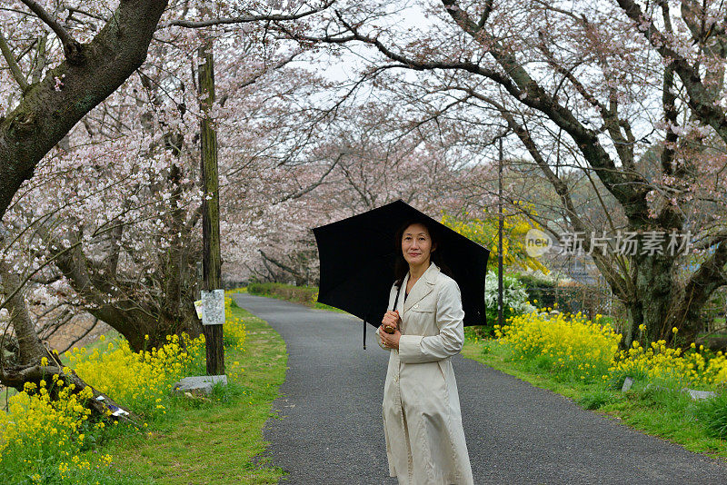 一名日本妇女在山口县岩国的樱花下行走