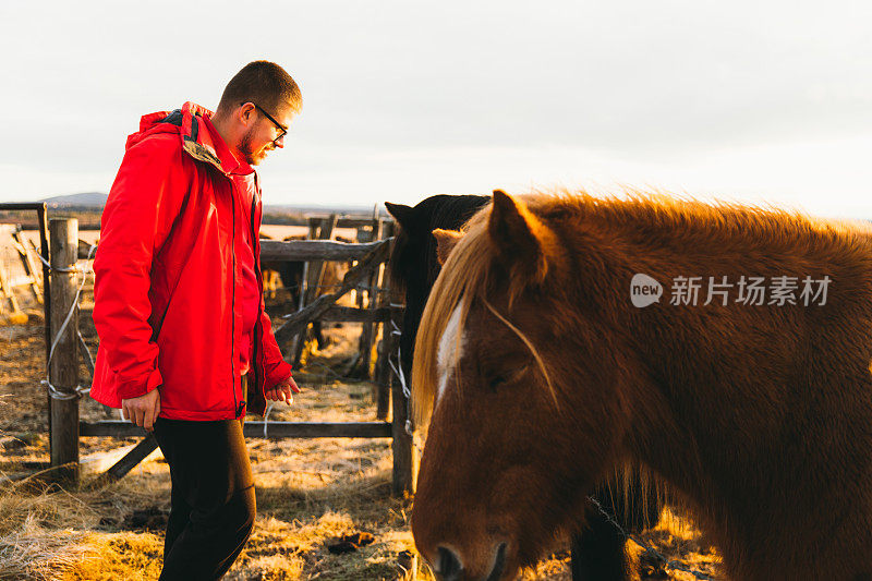 在美丽的冰岛，一个男人在阳光明媚的日出中抚摸和拥抱可爱的马