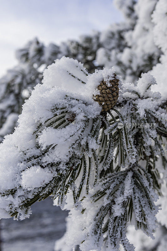 中途间歇泉盆地的一棵美国黑松和一颗覆盖着积雪的松果;