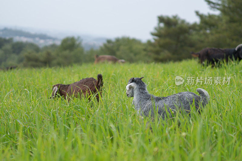 土耳其，山羊农场。