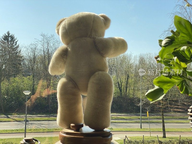 泰迪熊透过窗户向外看，寻求团结