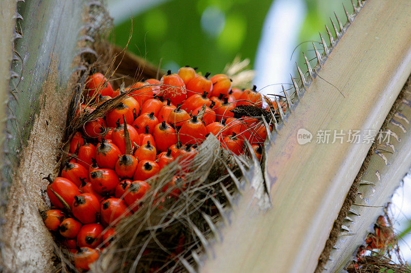 用于榨油的油棕榈种植园