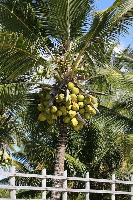 椰子种植园农场