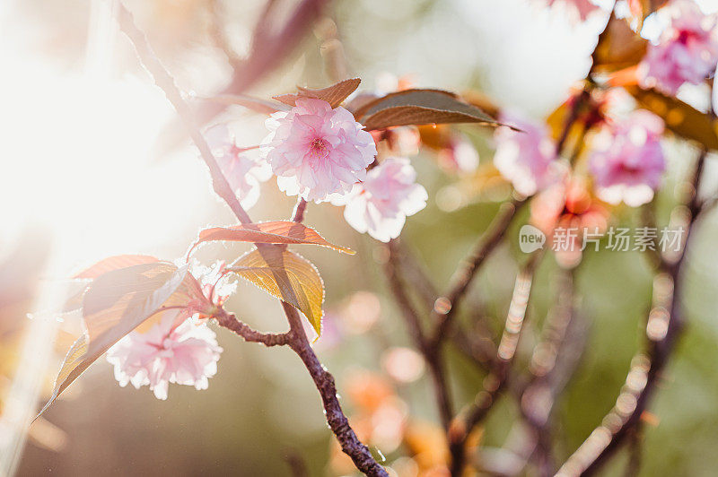 樱花支行