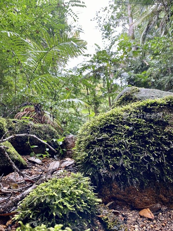 热带雨林中长满苔藓的小溪巨石